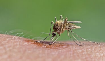 West Nile Virus Specie Italia Culex Pipiens
