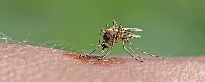 West Nile Virus Specie Italia Culex Pipiens