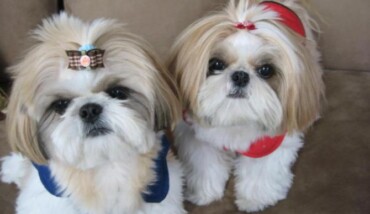 XShih Tzu.jpg.pagespeed.ic.Lcnjf25AZ1