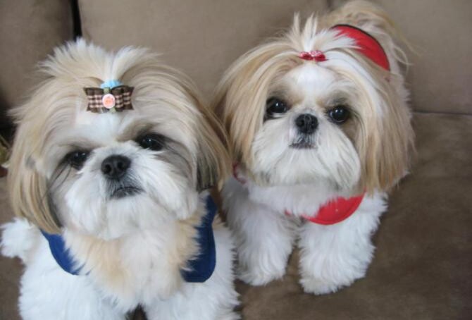 XShih Tzu.jpg.pagespeed.ic.Lcnjf25AZ1