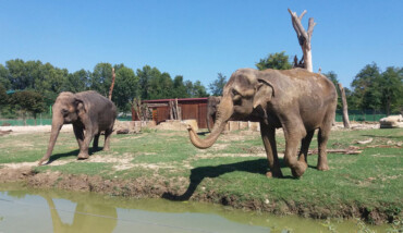 Elefanti Safari