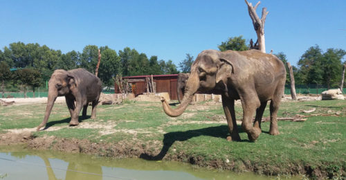 Elefanti Safari