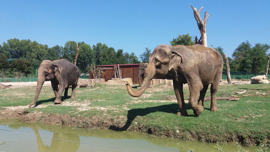 Elefanti Safari