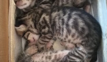 Gattini Sopravvissuti