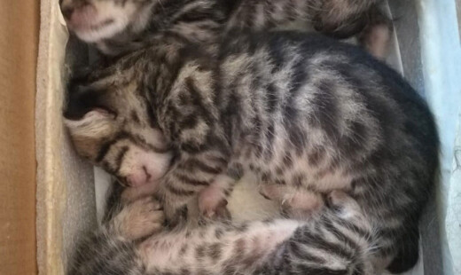 Gattini Sopravvissuti