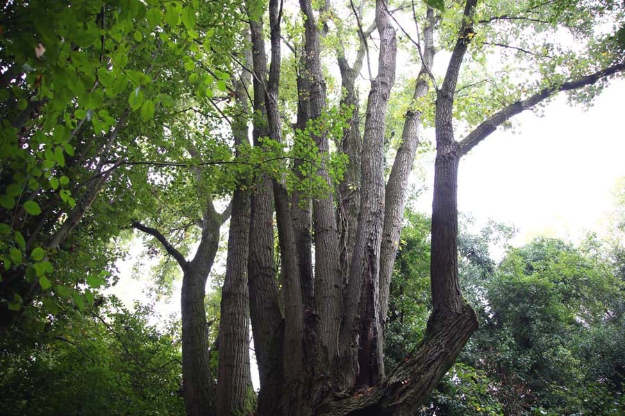 Pioppo Pantaleone IV