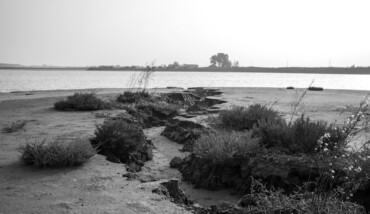 Cicatrici