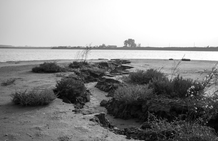 Cicatrici