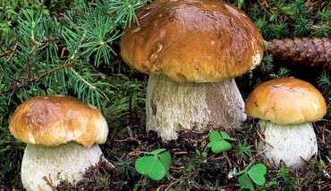 Funghi Porcini