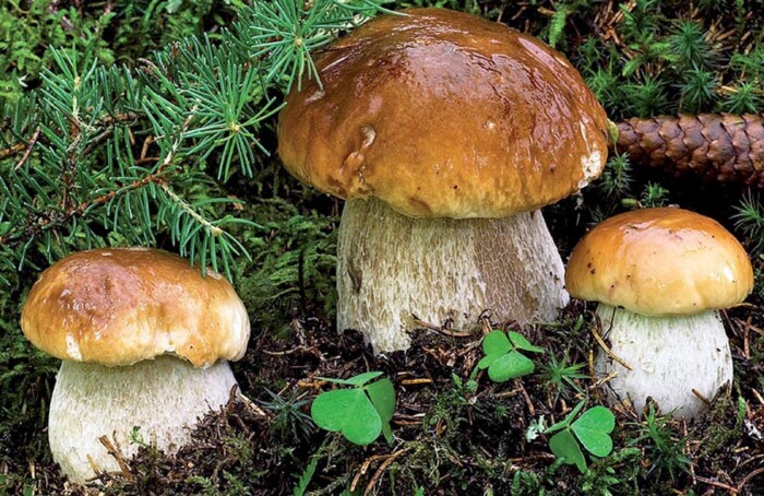 Funghi Porcini
