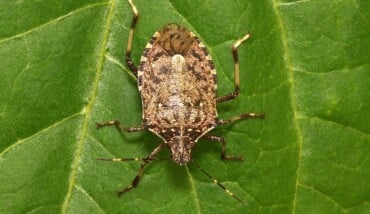 Cimice Asiatica