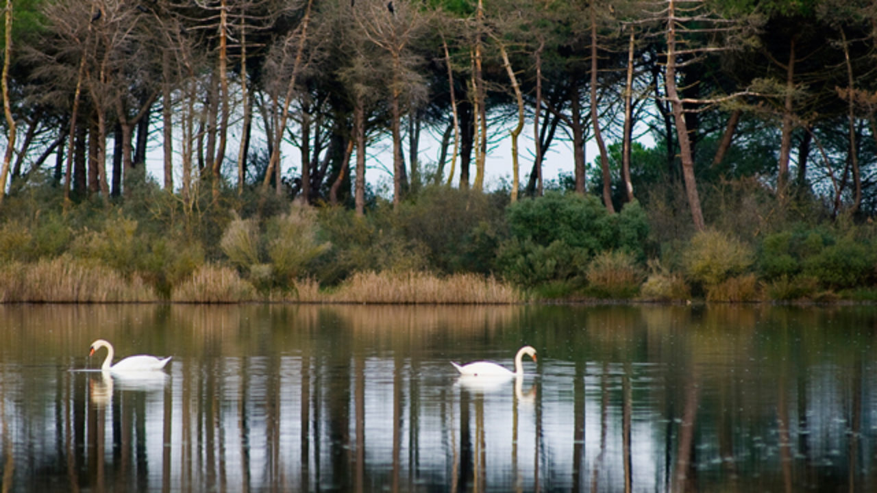 Ravenna Ambiente Terminati I Lavori Al Percorso Di Visita Di Punte Alberete Partiti I Tour Guidati Ravenna Ambiente Terminati I Lavori Al Percorso Di Visita Di Punte Alberete Partiti I Tour Guidati