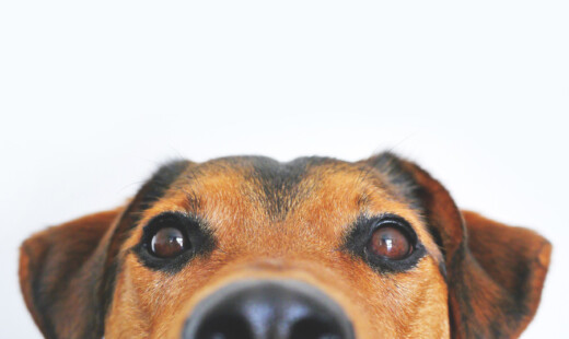 Adorable Animal Blur 406014