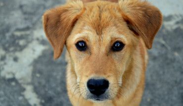Adorable Animal Breed 1189673