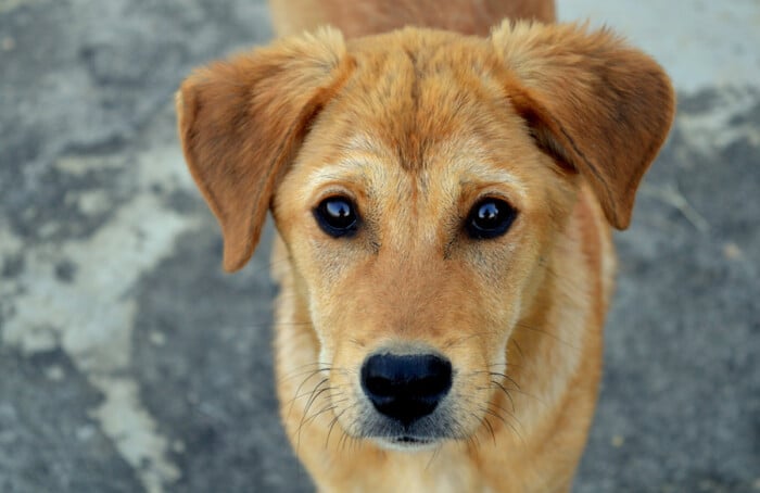 Adorable Animal Breed 1189673
