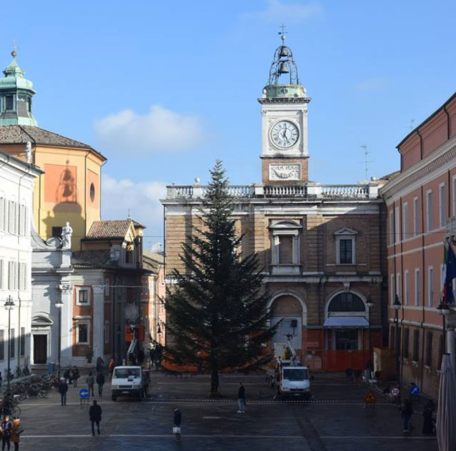 Albero Piazza