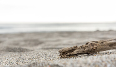 legno sulla spiaggia