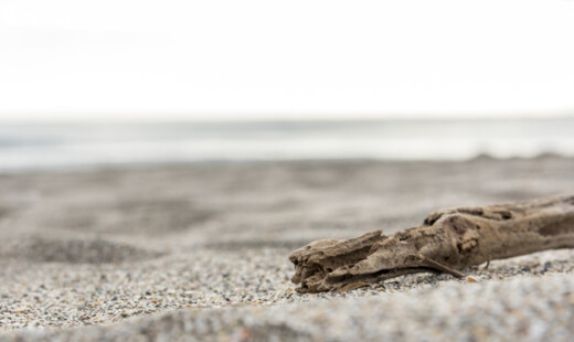 legno sulla spiaggia