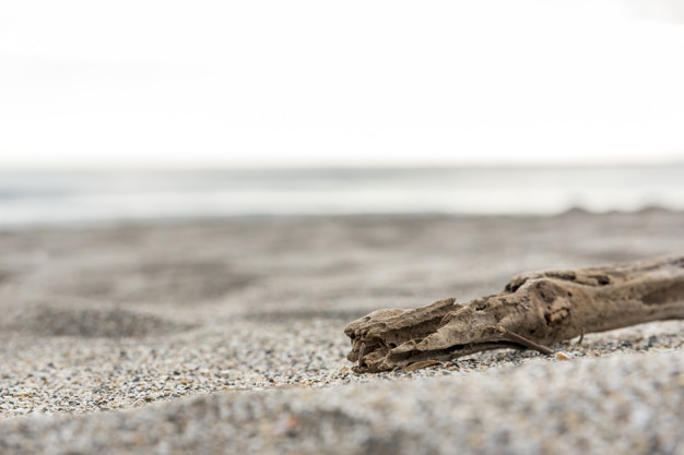 legno sulla spiaggia