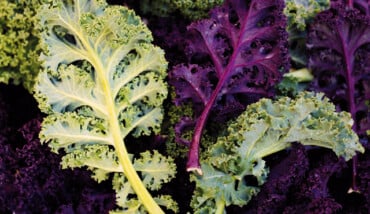 Kale Coltivazione