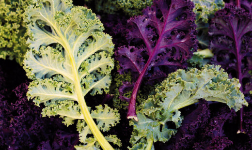 Kale Coltivazione