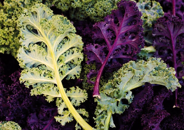 Kale Coltivazione