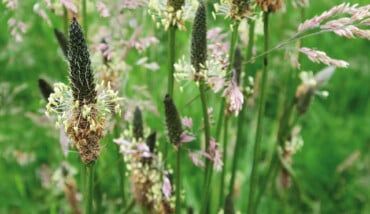 Piantaggine 2