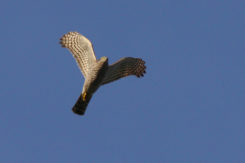 Falco Sparviere