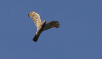 Falco Sparviere