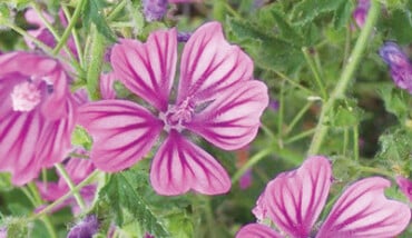 Malva Rimedi Naturali
