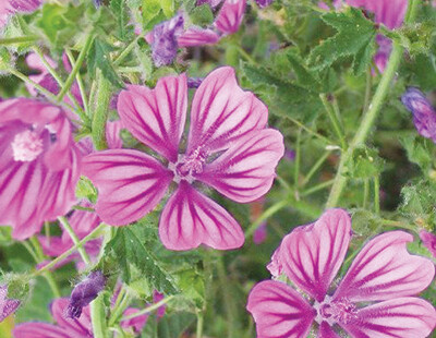 Malva Rimedi Naturali