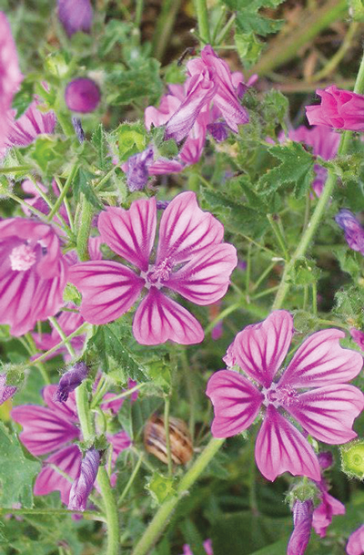 Malva Rimedi Naturali