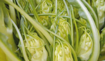 Puntarelle