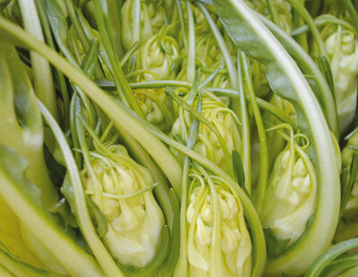 Puntarelle
