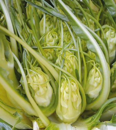 Puntarelle