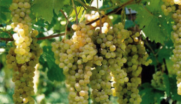 Trebbiano Di Romagna
