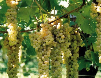 Trebbiano Di Romagna