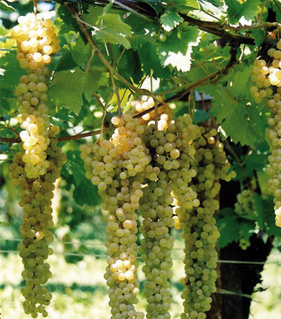 Trebbiano Di Romagna