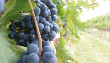 Vendemmia2