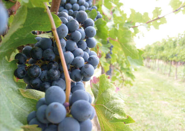 Vendemmia2