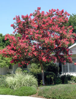 Lagerstroemia Indica Watermellon Red 3