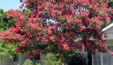 Lagerstroemia Indica Watermellon Red 3