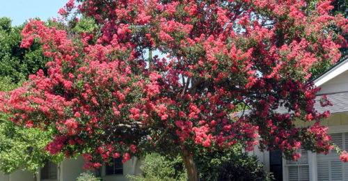 Lagerstroemia Indica Watermellon Red 3
