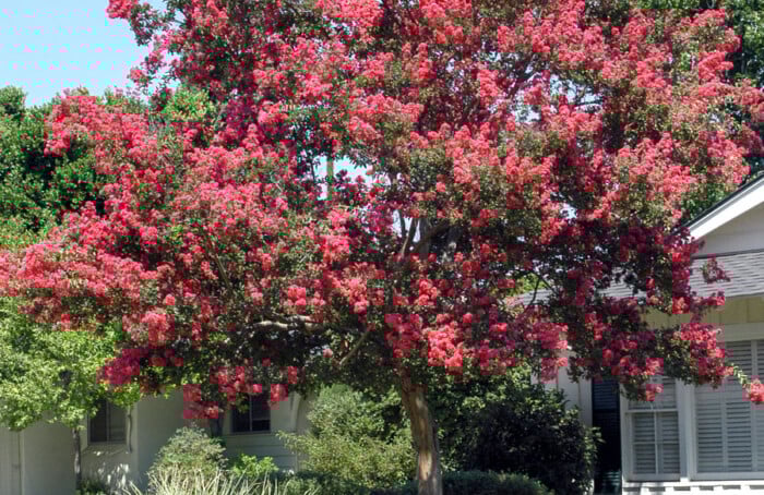 Lagerstroemia Indica Watermellon Red 3
