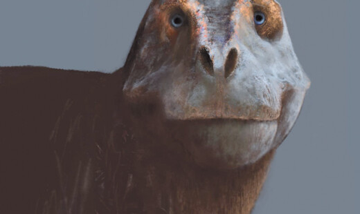 Dino