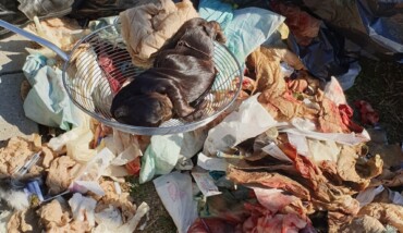Feto Di Cane Tra I Rifiuti