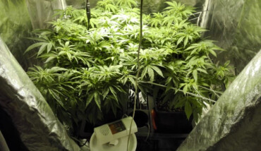 Piante Marijuana