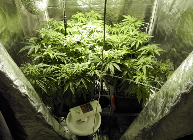 Piante Marijuana