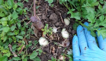 58616609 2108739709243627 4666412972749357056 N