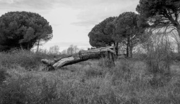 Orizzontale 52